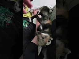 Fiki Fox Scratches