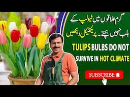 TULIPS Bulbs Do Not Survive In Hot Climate | Gardening With Javed Iqbal