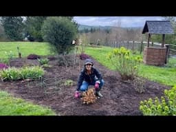 A Rainy Garden Cleanup + Planting A Beautiful Spirea & Transplanting Gladiolus