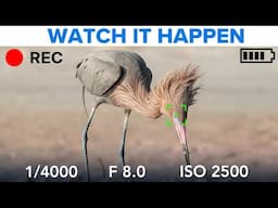 Real-Time Shooting + Editing (How I Got This Bird Photo)