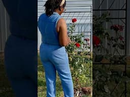 Let’s pick some roses and  make an arrangement…..#backyardgardening #gardening #homestead #shorts