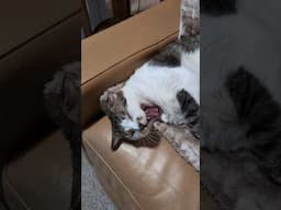 when your cat treats himself 🥹😻 #rescuecats #pemftherapy #lifewithcats