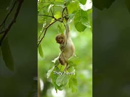 Did you know this about the Monkeys? #monkey #wildlife #aarzookhurana #wildlifephotography