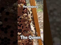 Have you ever seen a queen honeybee? 👸🐝 #queenbee #honeybee