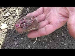 Planting The Potatoes, Getting A Late Start On The Garden