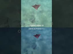 DJI Osmo Action 5 Pro vs GoPro Hero 13 💧(Underwater Comparison)