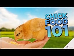 What Do Baby Chicks Eat?