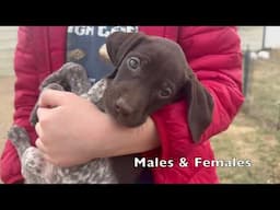 GSP Puppies - Maebe x Flash Born March 2025