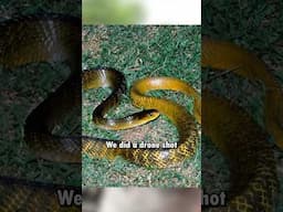 This was an eye opener.. Wild Snake Range (HUGE)