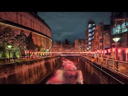 Meguro River - Evening Sakura Hunt - Live Tokyo Walk - March 29 2025