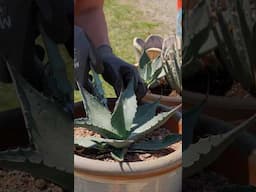 Cold-Hardy Agave and More!