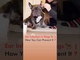 Ear Infection In Dogs 🦮❗️ How You Can Prevent It❓
