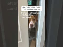 When dad declutters ❤️ #homeorganization #funny #dogshorts