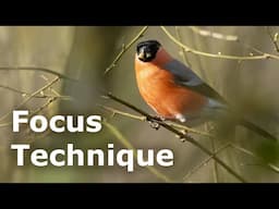 How to Shoot Through Branches - Bird Photography Focus Tips (Fixing a Common Problem)