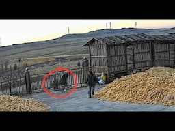 Insane Tiger Videos Caught on Camera for 13 Minutes