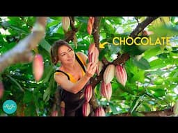 We Found the World's Rarest Chocolate Trees!