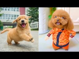 Funniest Animals 2025 😂 Best Funny Cats and Dogs 😻🐶 Part 2 | Cute Baby Dogs