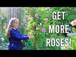 How to Train Climbing Roses for Maximum Blooms!