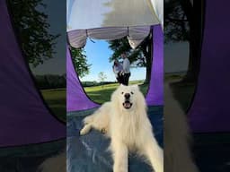 Let’s go camping ⛺️😍 #camping #tent #travel #couple #dog #samoyed