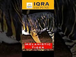 Melanistic Tiger | Similipal Orissa Abhijeet Sir #iqraias #upsc #pune