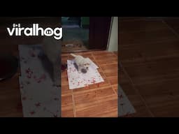 Welcoming Home a New Family Member || ViralHog