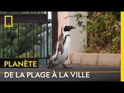 Le manchot du Cap a déserté les plages pour s'installer... en ville