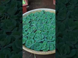☘️இதை பார்த்த பச்சை நிற ரோஜா மாதிரி இருக்கு #shorts #garden #plants