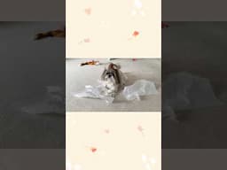 Cutest Paper Shredder Ever - Shih Tzu Dog Edition! 🤣 #shorts #shihtzu