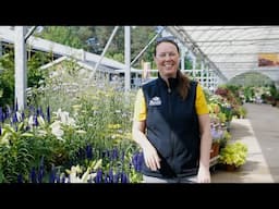 PETITTI | What's in Store June 2025