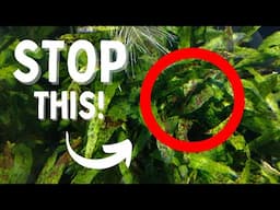 Why Are Your Aquarium Plants MELTING? | 5 REASONS WHY!