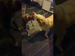Tug of War - Old Labrador Vs Prime American Staffie, who wins?