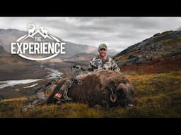 Beyond the Ice: Bowhunting Musk Ox in Greenland