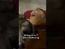 This #dog thinks his a #cat  🐯 licking another dog 🐶. Photo credit paws.cz  #pets #hotel  #love