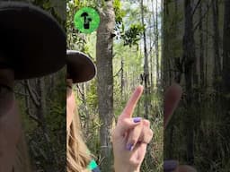 What did I find? 👀 Florida Wetlands #wildlife