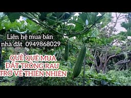 Cách trồng  cây  mướp hương không cần xịt thuốc | Bất động sản sân vườn | nông nghiệp xanh