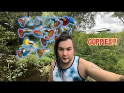 Full of guppies! After cyclone Alfred