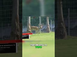 Do you have the most valuable deer in the indusrty?