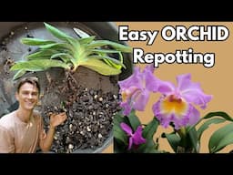 ORCHIDS - Easy Repotting Tutorial