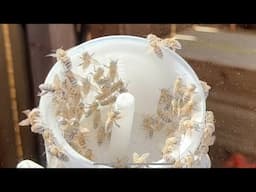 Powdered Sugar Method For Checking For Varroa Mites ~ how to start beekeeping ￼