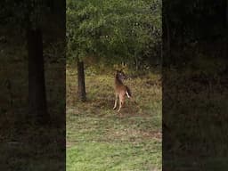 Nice Buck Making A Scrape! #shorts