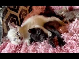 BABY ANIMALS / AWESOME YOUNG ANIMALS / RELAXING MUSIC / CALM YOUR MIND / BABIES, TODDLERS, PRESCHOOL