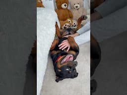 Belly rubs 🐶