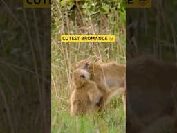 Cutest little wildlife bromance #baboons