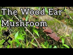 From Forest to Table: The Wood Ear Mushroom