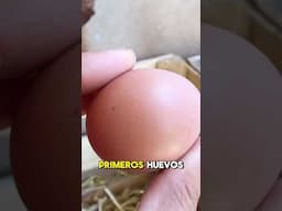 Gallinas primerizas ponen sus primeros huevos 🥚 🐓 #agro #natural #salud #health #shorts #short