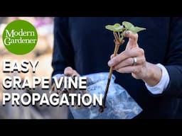 How to Propagate Grape Vines