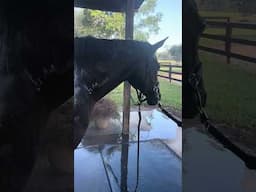 Reading Horse Behavior: Hosing Blue