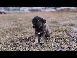 Abandoned Puppy in the Dumpster Undergoes Complete Change After Rescue