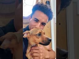 Are dogs made by GOD? 🤔 #shorts #youtubeshorts