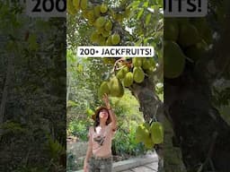 You Won’t Believe How Many Jackfruits Are On This Tree!